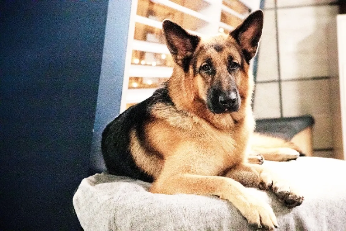 Hudson a Rex (Hudson & Rex), 2019 - fotogaléria