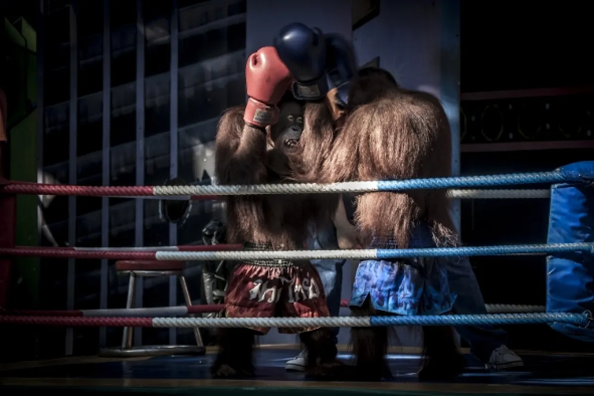 Oči orangutana - fotogaléria
