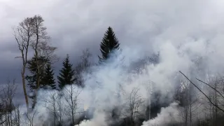 divoČINY