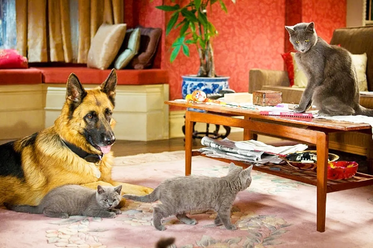 Mačky a psi (Cats & Dogs), 2001 - fotogaléria