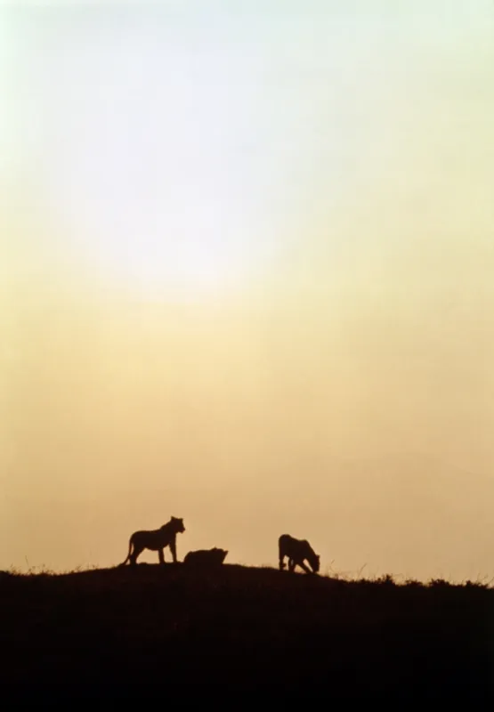 Divočina patří lvům (Living Free), 1972 - fotogaléria