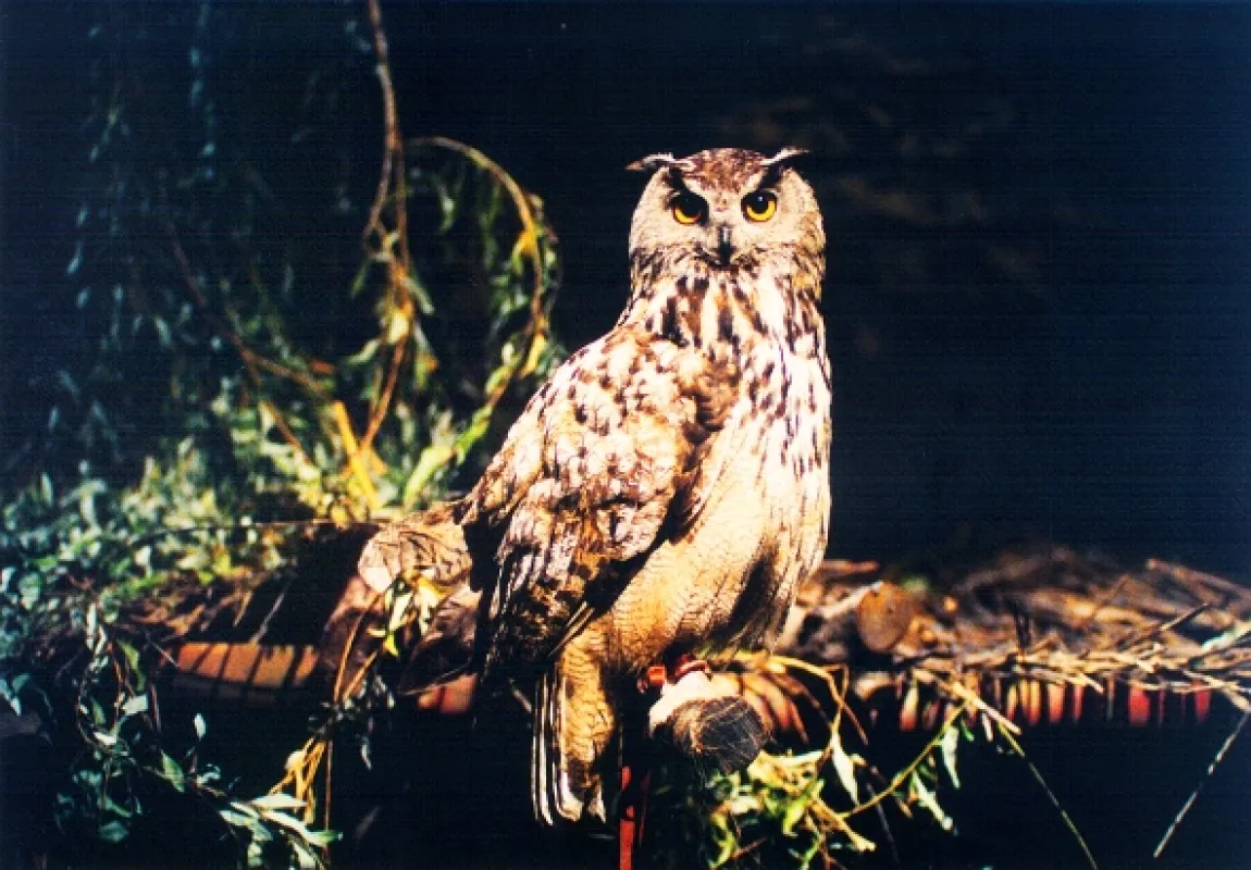 Poklad na Sovom hrádku, 2004 - fotogaléria