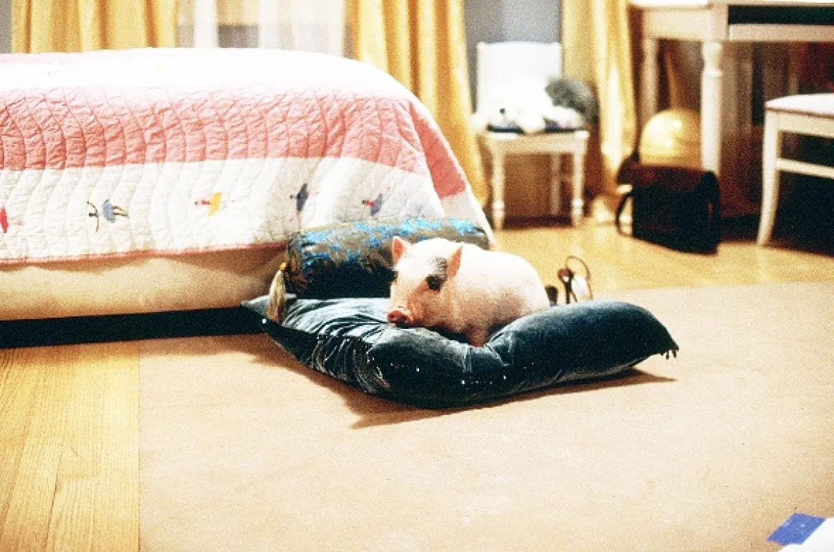 Dievča z lepšej spoločnosti (Uptown Girls), 2003 - fotogaléria