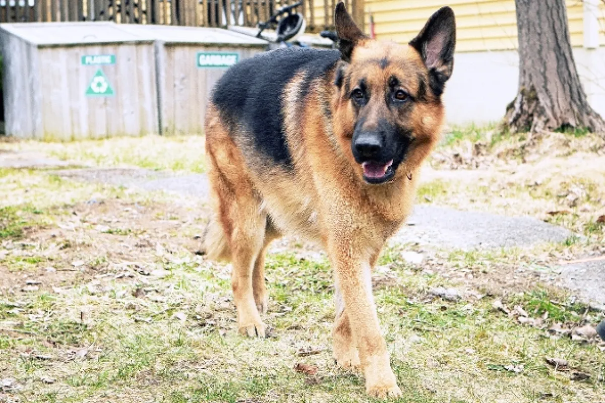 Hudson a Rex, 2019 - fotogaléria