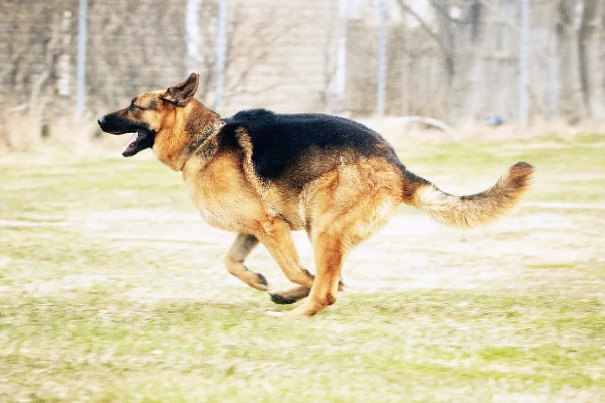 Hudson a Rex, 2019 - fotogaléria