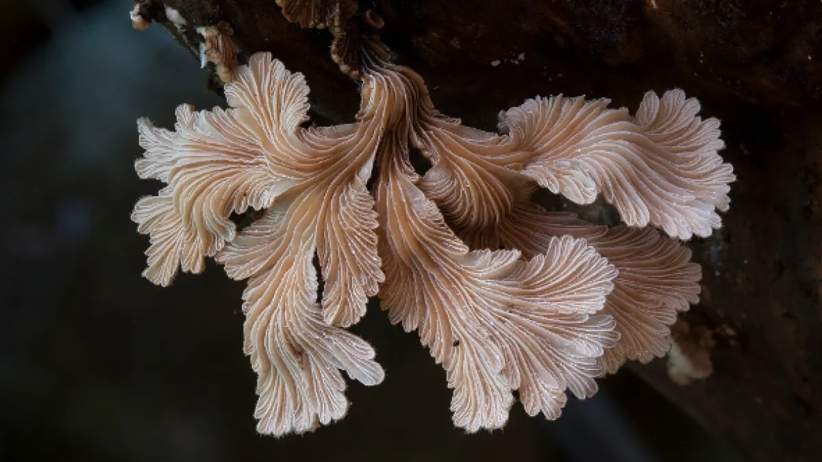 Jak houby stvořily náš svět (The Kingdom: How Fungi Made Our World), 2017 - fotogaléria