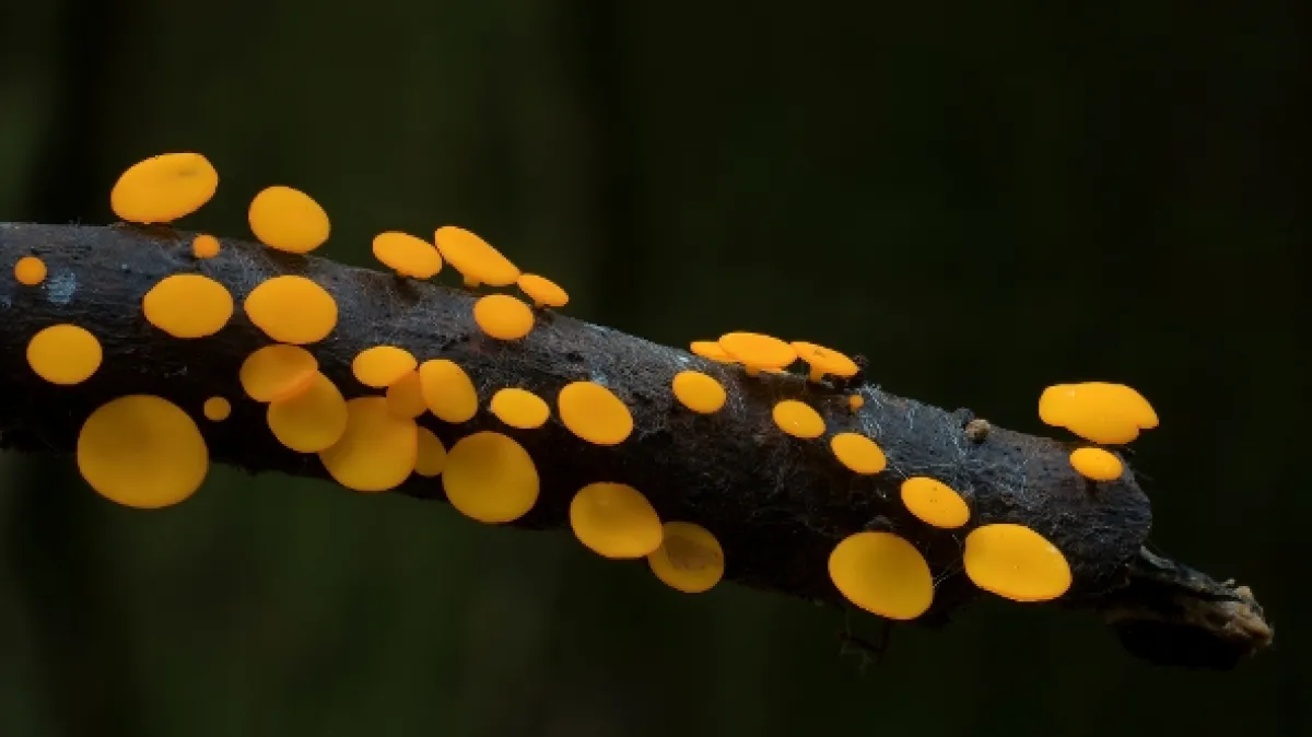 Jak houby stvořily náš svět (The Kingdom: How Fungi Made Our World), 2017 - fotogaléria