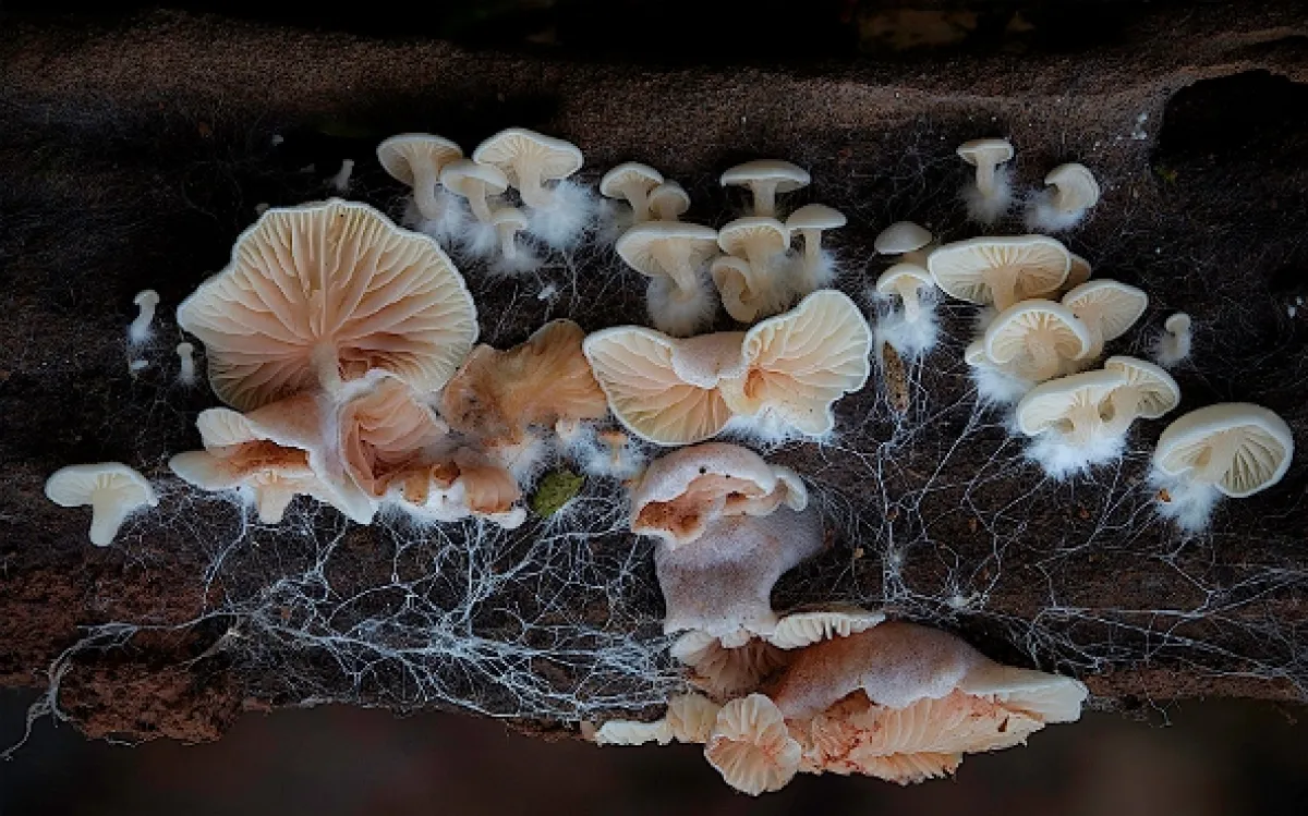 Jak houby stvořily náš svět (The Kingdom: How Fungi Made Our World), 2017 - fotogaléria