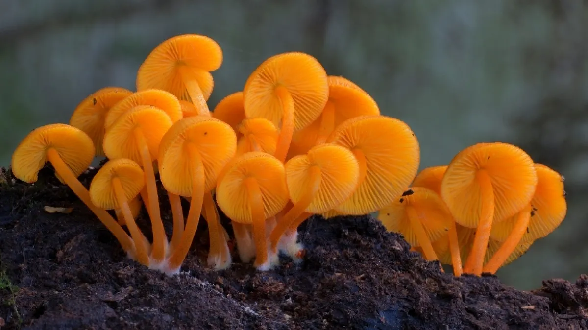 Jak houby stvořily náš svět (The Kingdom: How Fungi Made Our World), 2017 - fotogaléria