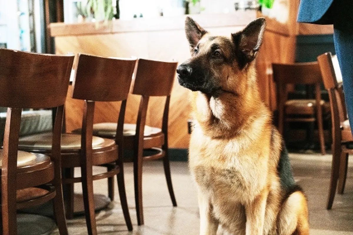 Hudson a Rex, 2019 - fotogaléria