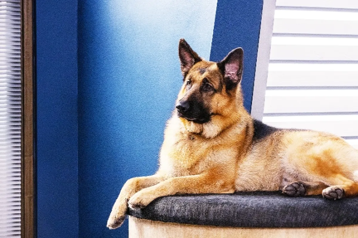 Hudson a Rex, 2019 - fotogaléria