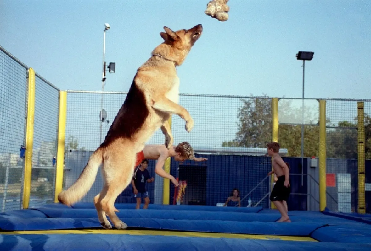 Komisař Rex, 1993 - fotogaléria