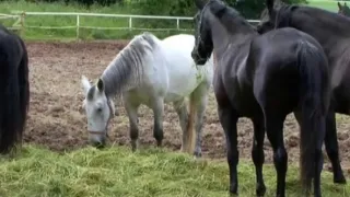 Kůň domácí