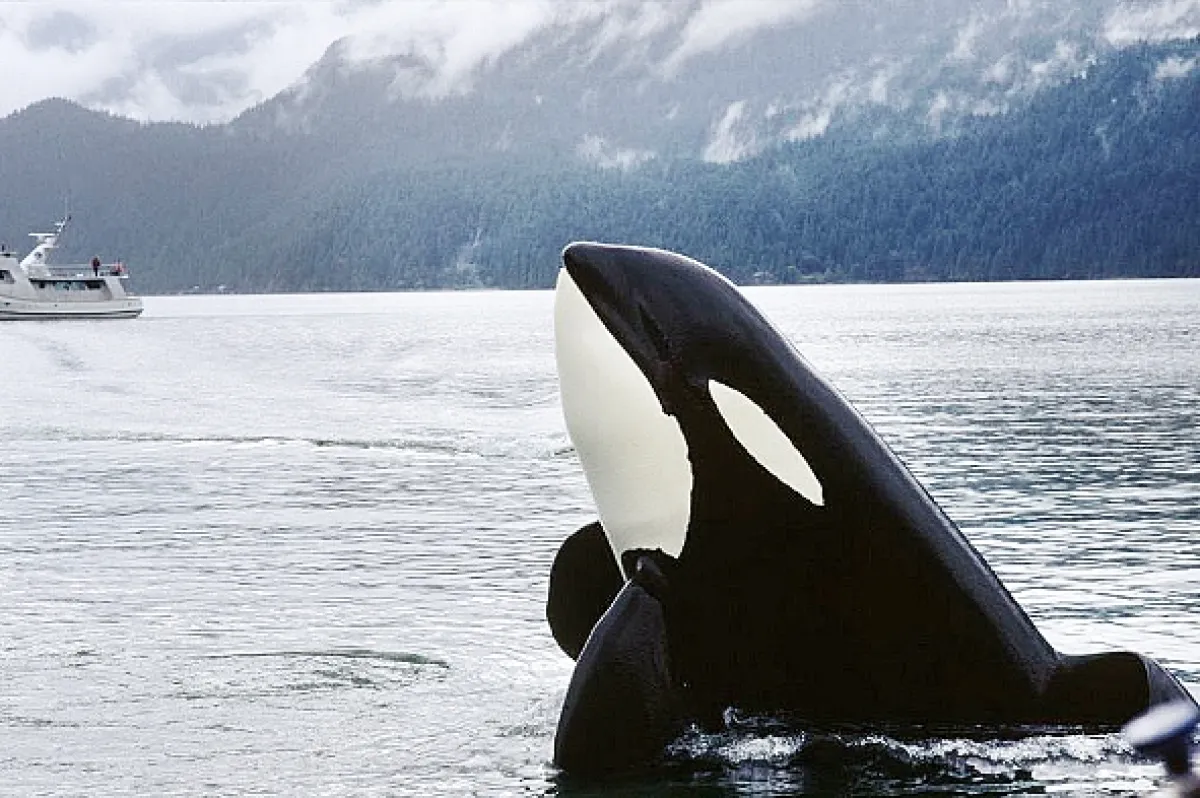 Zachraňte Willyho 3 (Free Willy 3: The Rescue), 1997 - fotogaléria