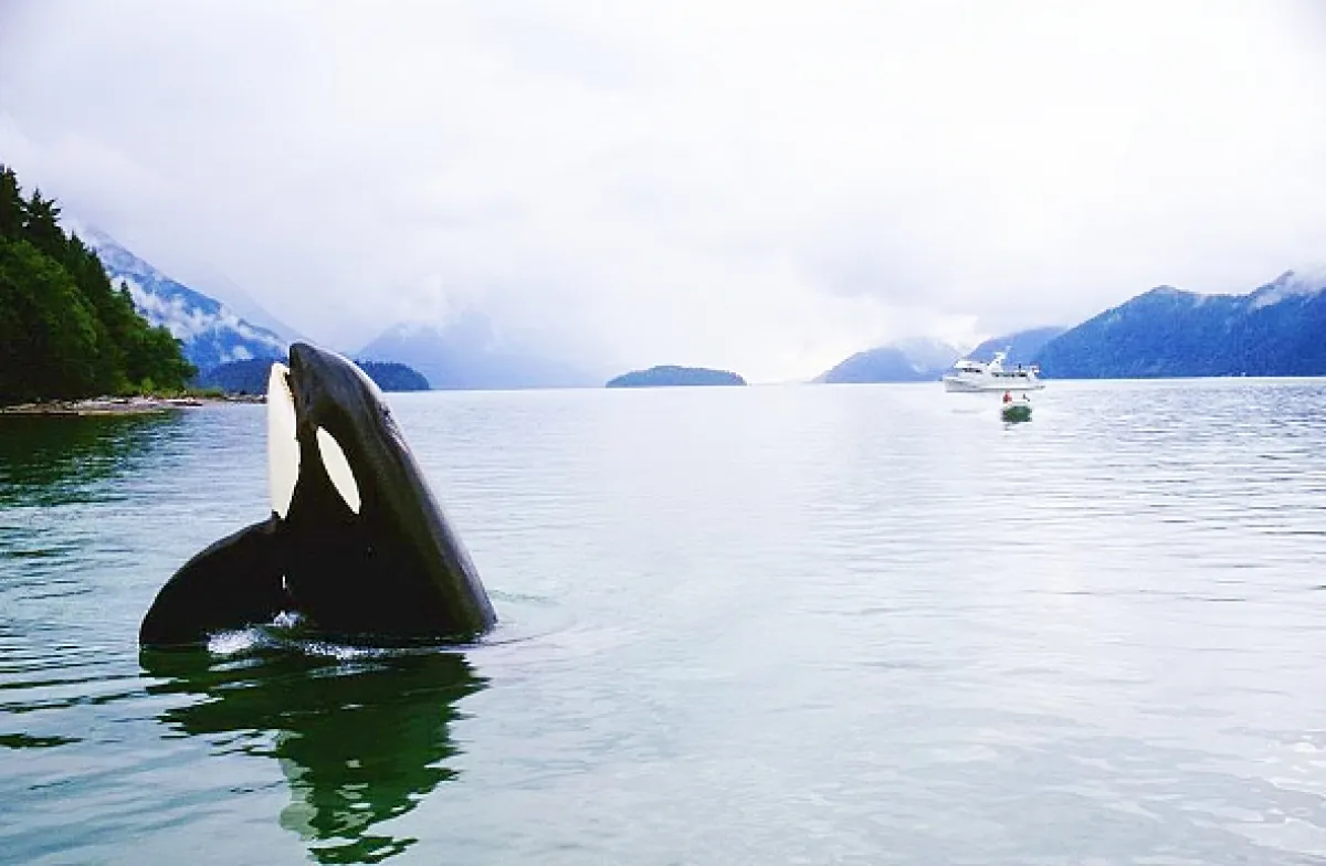 Zachraňte Willyho 3 (Free Willy 3: The Rescue), 1997 - fotogaléria