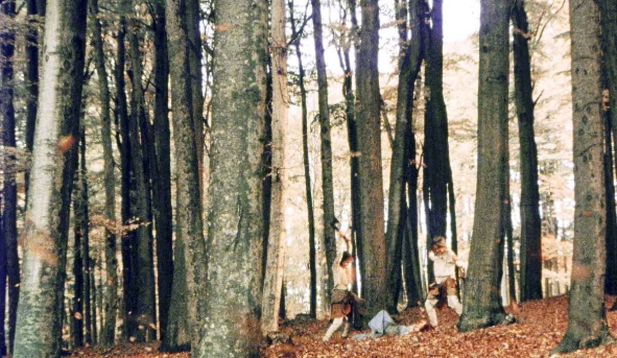 Kytice (WILD FLOWERS), 2000 - fotogaléria