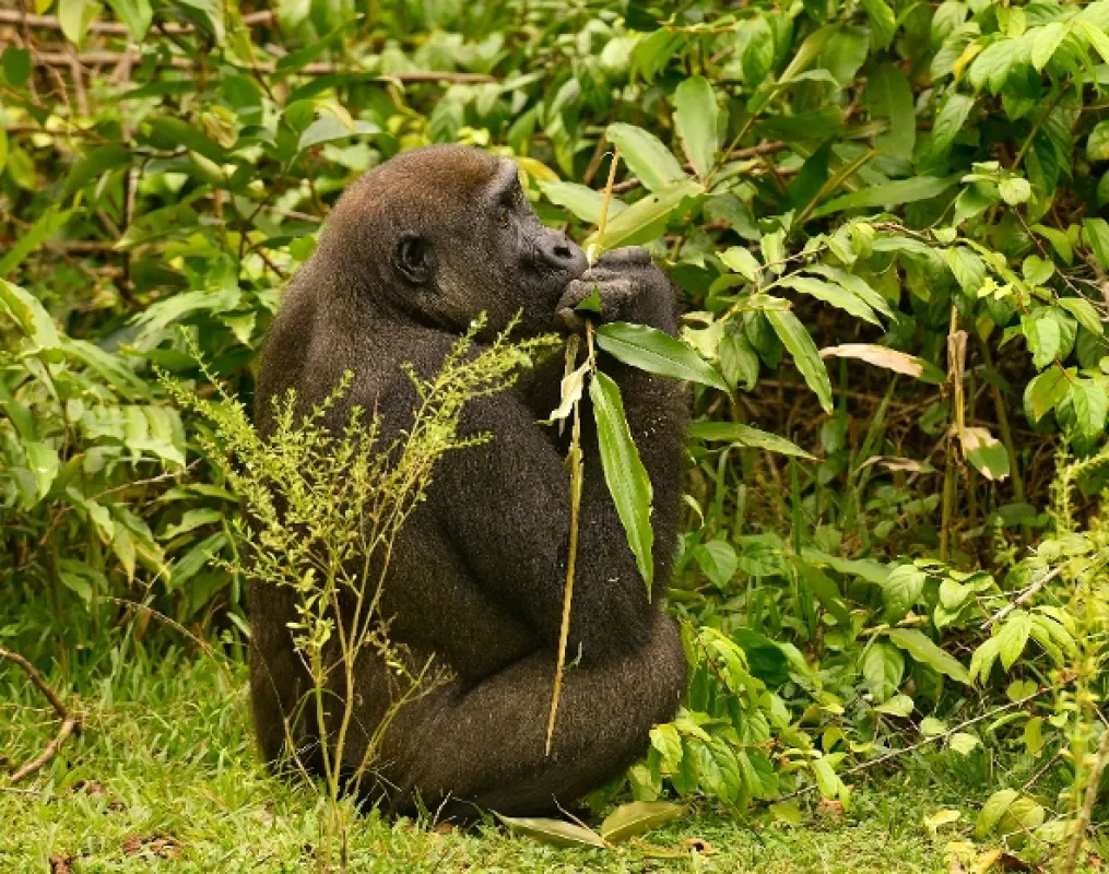 Gorily v Gabonu: Kamaya a jeho rodina - fotogaléria