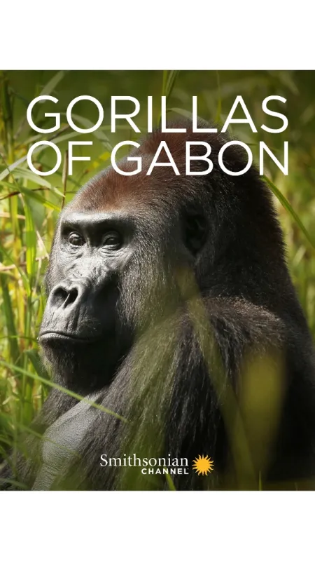 Gorily v Gabonu: Kamaya a jeho rodina - fotogaléria