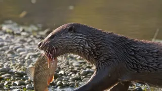Koridory života