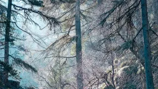 Divoké srdce Skotska