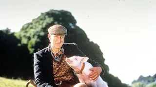 Babe: Galantní prasátko
