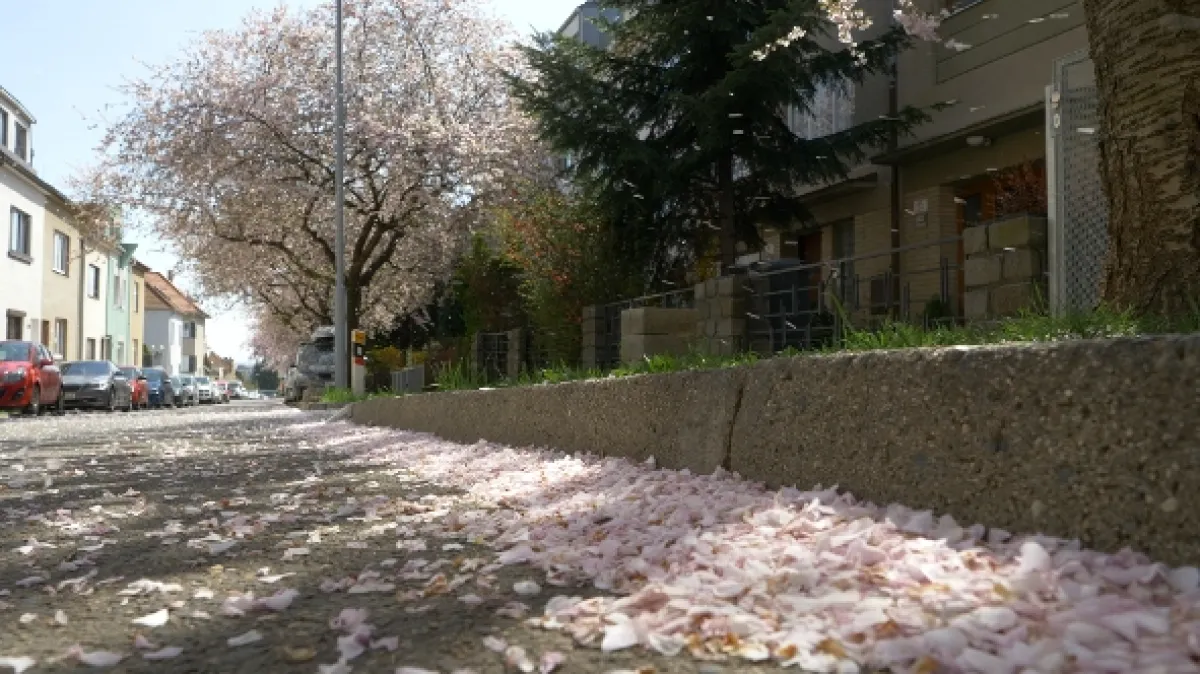 Zasaďme se o stromy - fotogaléria