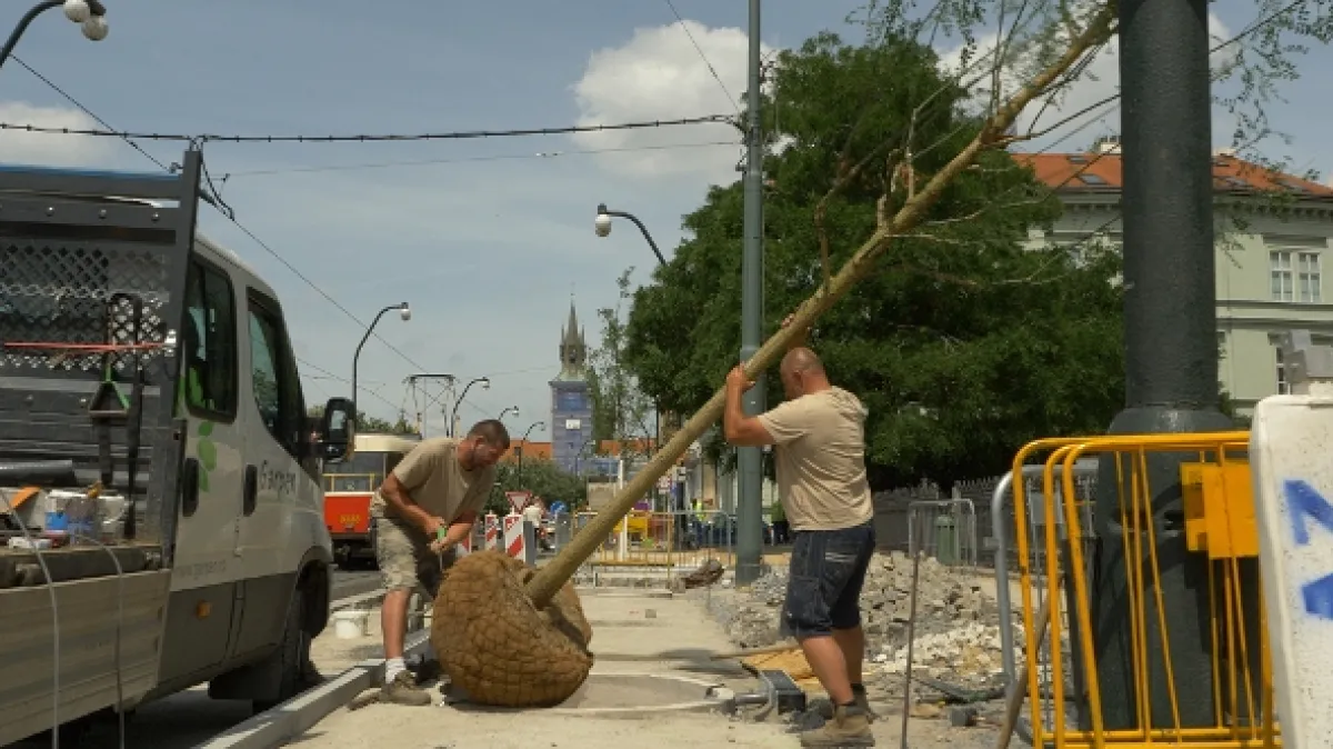 Zasaďme se o stromy - fotogaléria