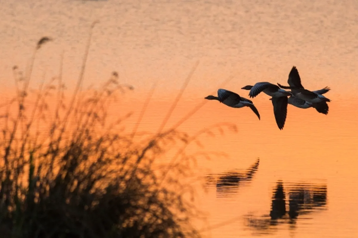 Tažní ptáci: Rok na křídlech (Zugvögel: Ein Jahr vergeht im Flug), 2022 - fotogaléria