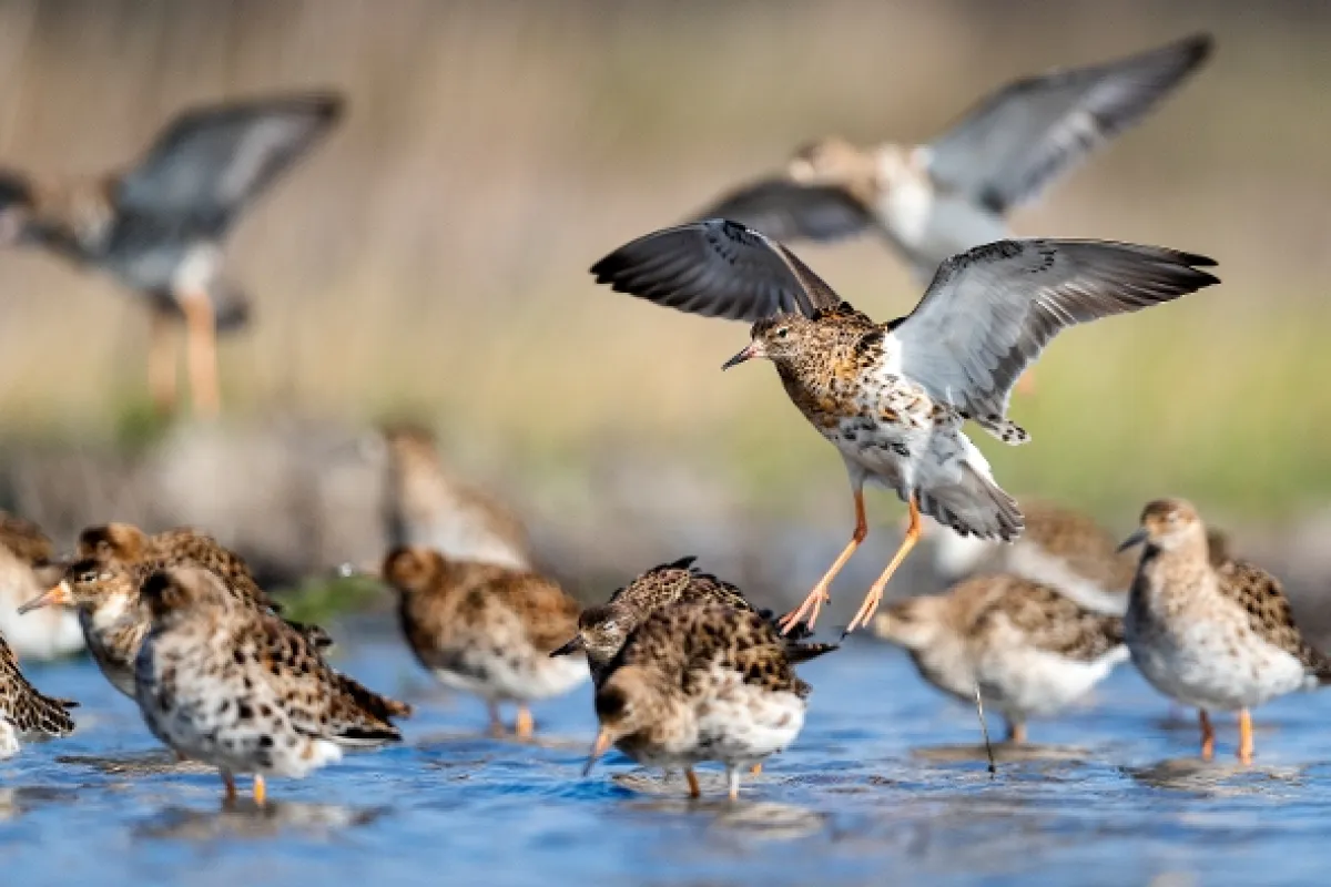 Tažní ptáci: Rok na křídlech (Zugvögel: Ein Jahr vergeht im Flug), 2022 - fotogaléria