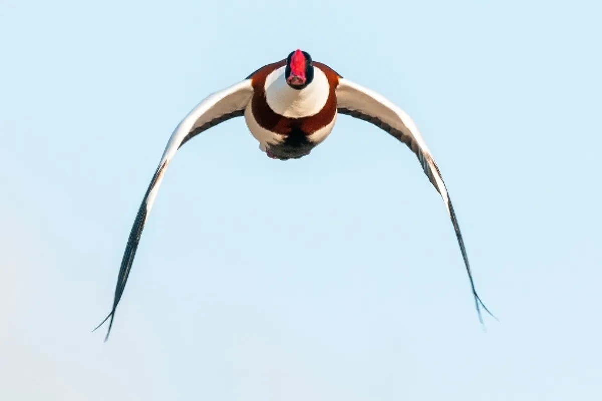 Tažní ptáci: Rok na křídlech (Zugvögel: Ein Jahr vergeht im Flug), 2022 - fotogaléria