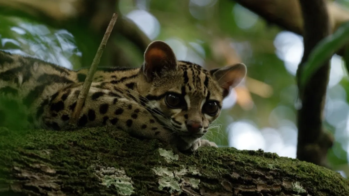 Ocelot a já - fotogaléria