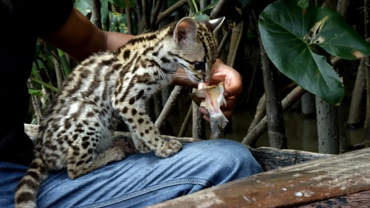 Ocelot a já - fotogaléria
