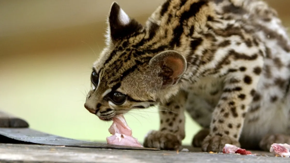 Ocelot a já - fotogaléria
