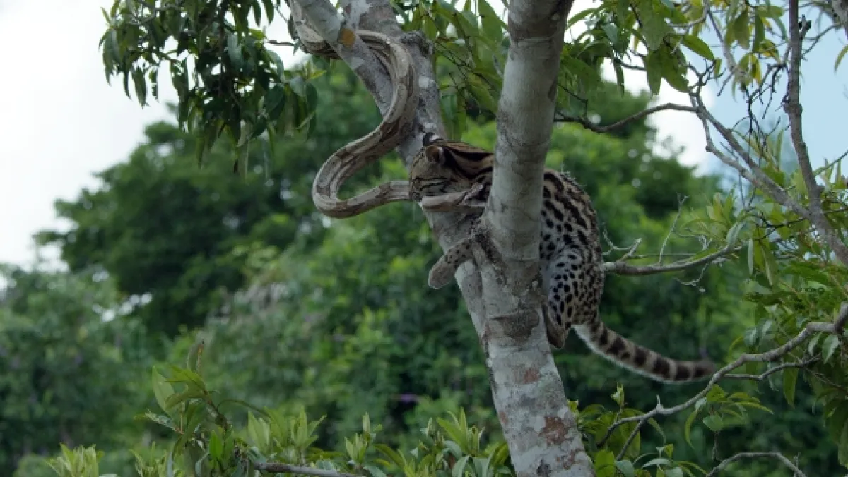 Ocelot a já - fotogaléria