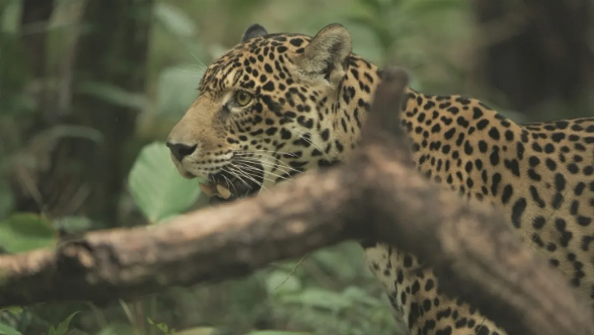 Ocelot a já - fotogaléria