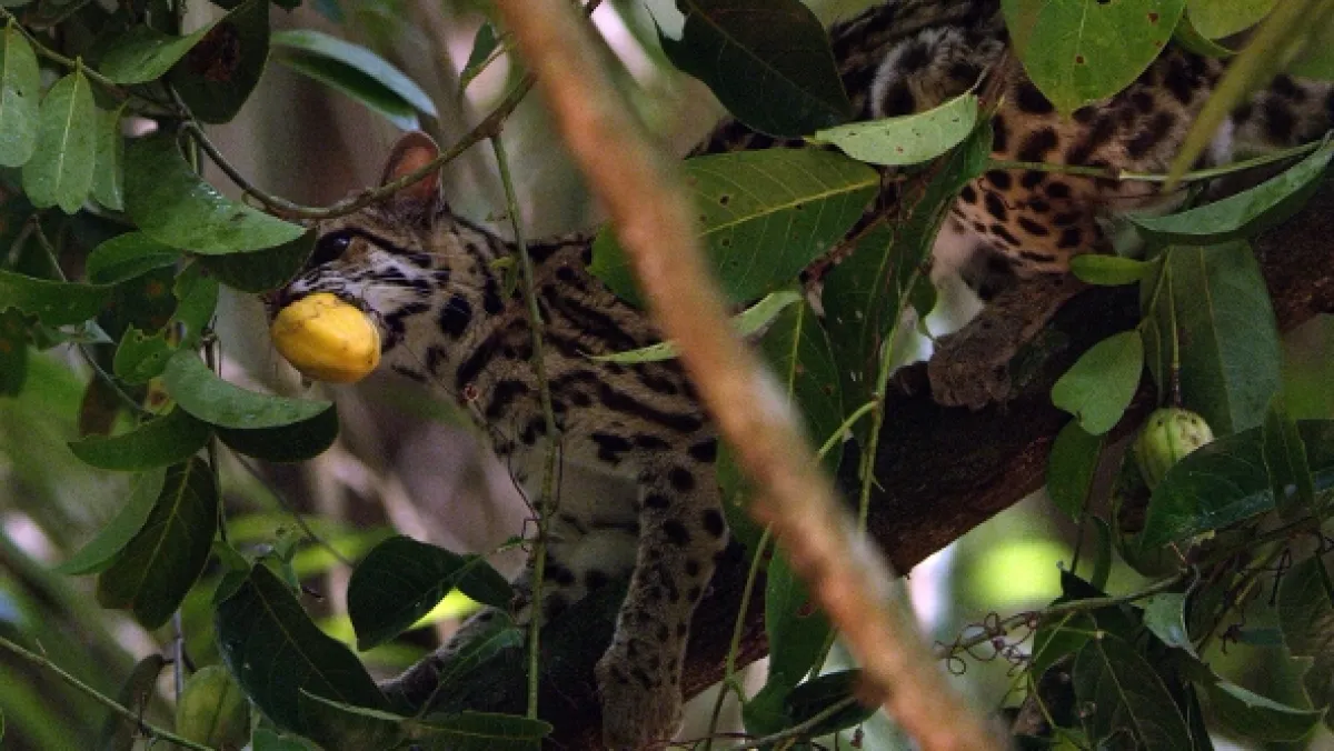 Ocelot a já - fotogaléria