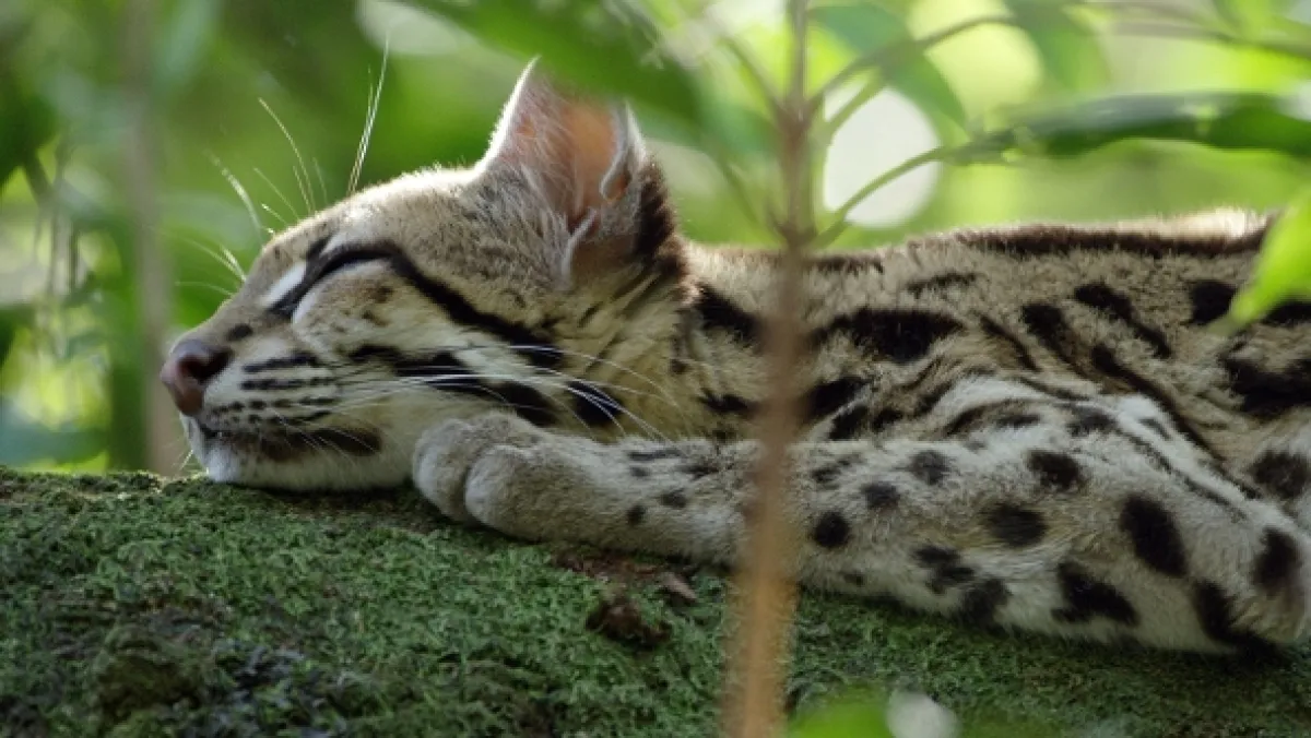 Ocelot a já - fotogaléria