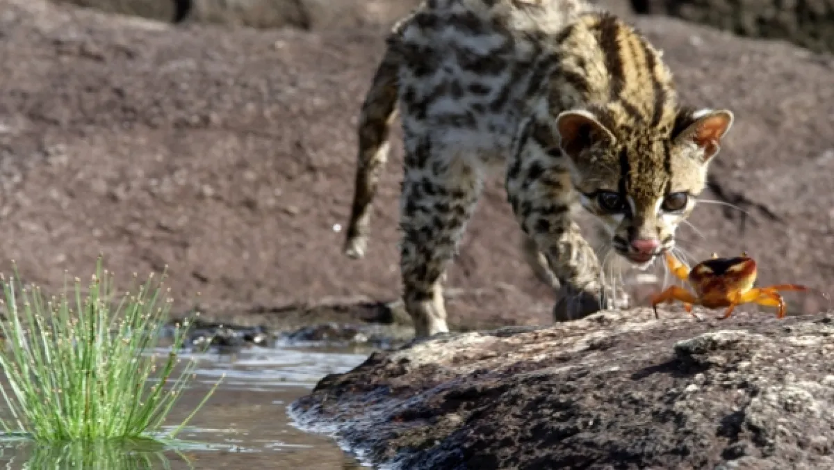 Ocelot a já - fotogaléria