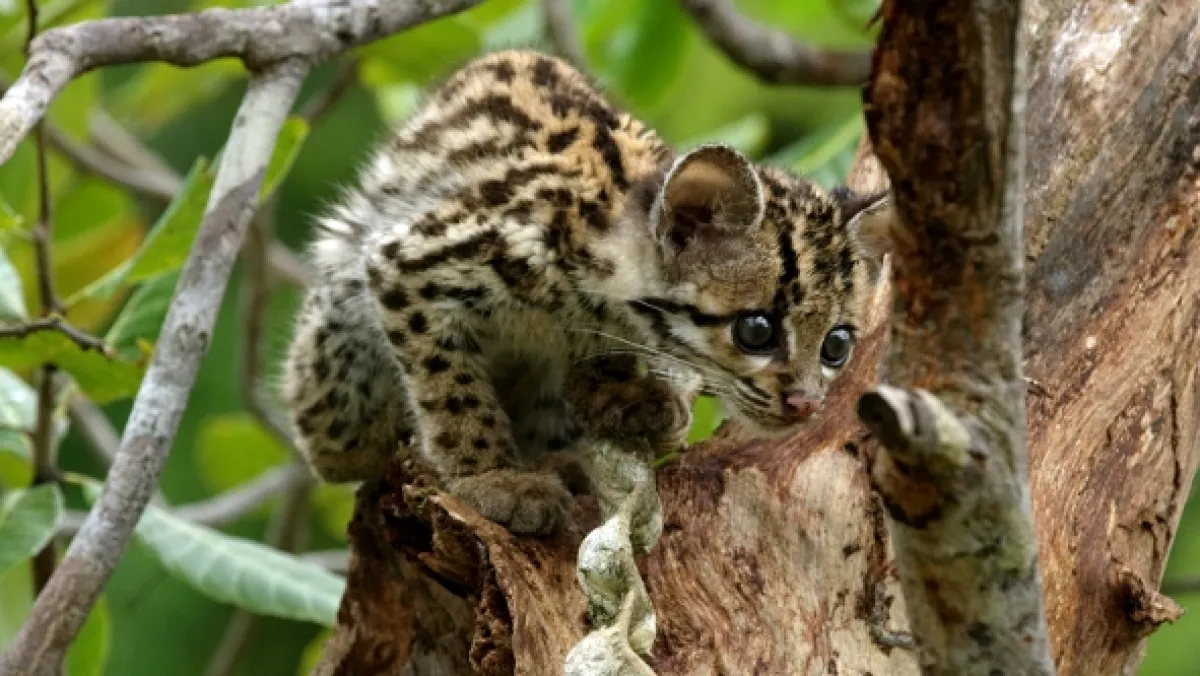 Ocelot a já - fotogaléria
