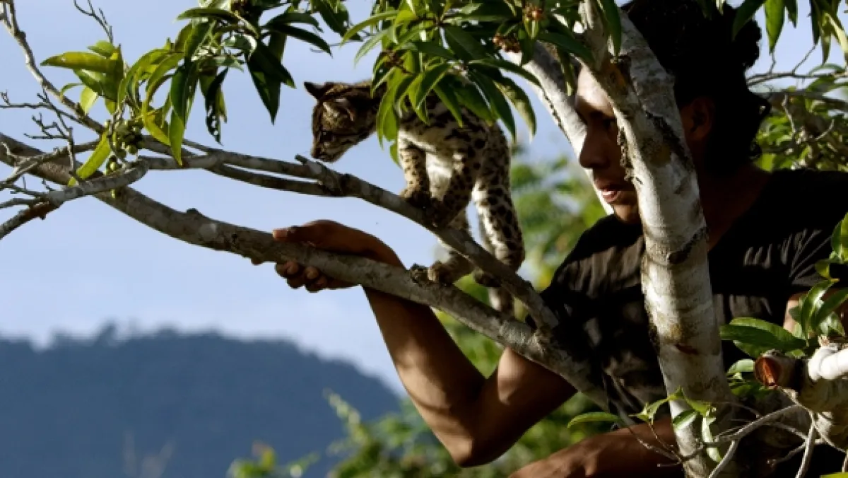 Ocelot a já - fotogaléria