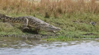 Zázračná planeta: Velké řeky světa