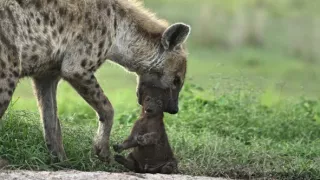 Zázračná planeta: Dynastie II (5/6)