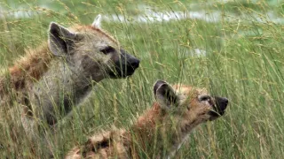 Zázračná planeta: Dynastie II (5/6)