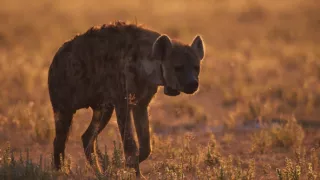 Zázračná planeta: Dynastie II (5/6)