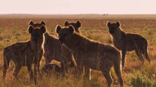 Zázračná planeta: Dynastie II (5/6)