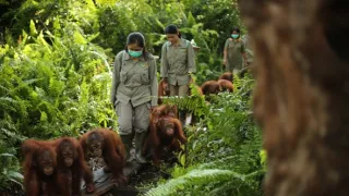Orangutaní škola v džungli II (3)