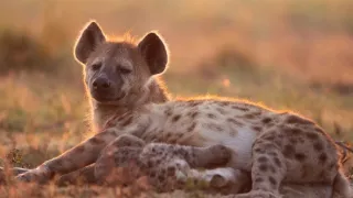 Zázračná planeta: Dynastie II (5/6)