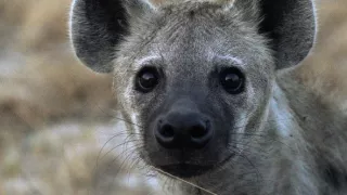 Zázračná planeta: Dynastie II (5/6)