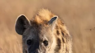 Zázračná planeta: Dynastie II (5/6)