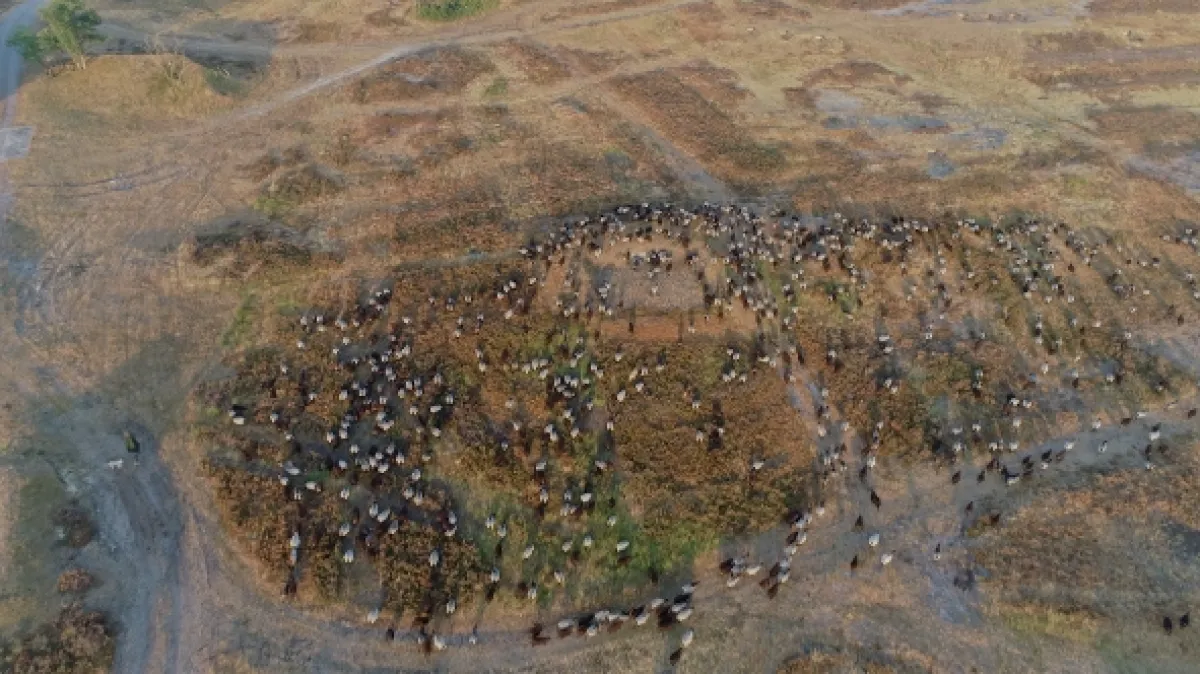 Skrytá příroda vojenských prostorů (Make Nests, Not War – The Hidden Nature of Military Grounds), 2020 - fotogaléria